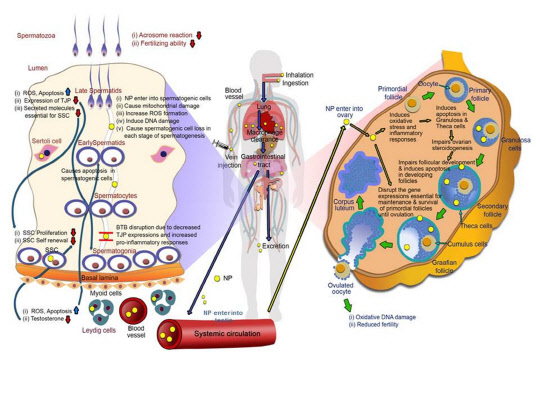 건국대학교 동물생명과학대학 줄기세포재생생물학과 김진회 교수 연구팀이 일상생활에서 광범위하게 사용되는 다양한 나노입자(engineered nanoparticles, ENP)가 인간의 생식에 미치는 유해성과 작용기전을 정리한 총설(叢說) 논문을 생식의학 분야 최고 권위의 국제 저널인 '휴먼 리프로덕션 업데이트'(Human Reproduction Update)지 최신호(2016년 7월 6일)에 발표했다. 나노입자을 이용한 다양한 인간 질환 모델 생산을 위한 모식도. 건국대 제공